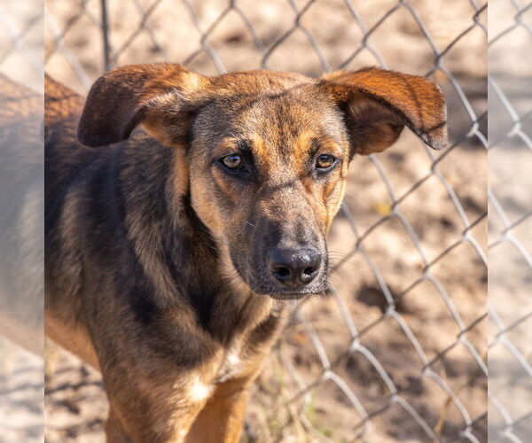 Medium Photo #2 Shepradors Puppy For Sale in oakland, FL, USA