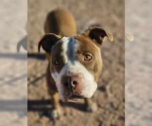 *WAFFLES - Male Mutt Dog for Adoption - Photo #2