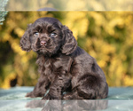 Puppy Jazzy Cocker Spaniel