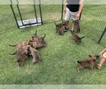 Small Belgian Malinois