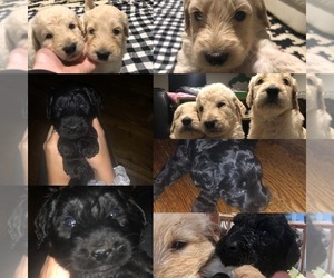 Goldendoodle Puppy for sale in MIDLAND, MI, USA