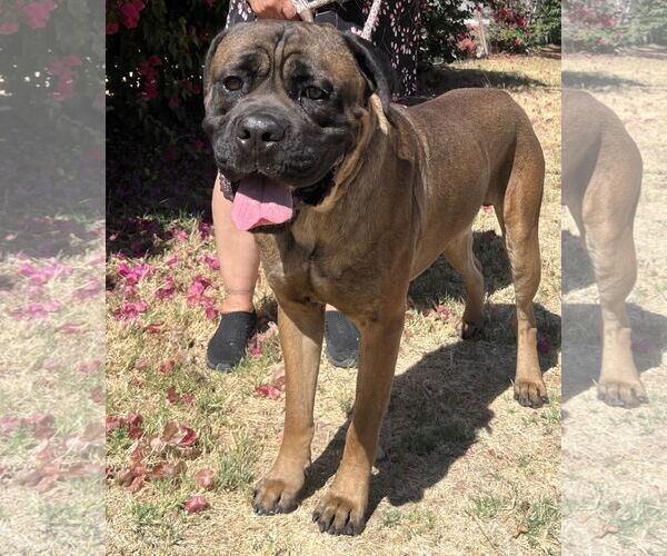 Medium Photo #3 Bullmastiff Puppy For Sale in Goodyear, AZ, USA