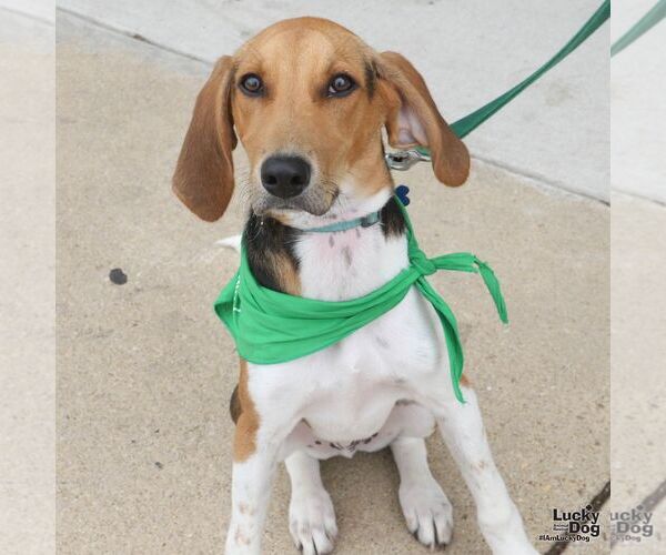 Medium Photo #2 Mutt Puppy For Sale in Washington, DC, USA
