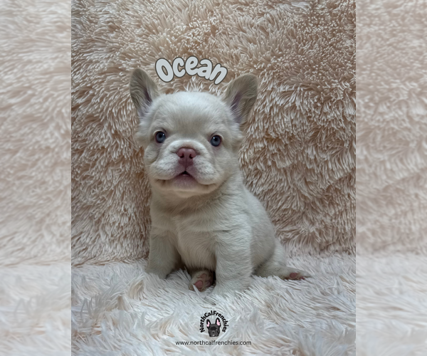 Medium Photo #1 French Bulldog Puppy For Sale in SACRAMENTO, CA, USA