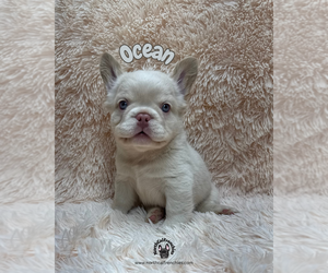 French Bulldog Puppy for sale in SACRAMENTO, CA, USA