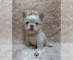Image preview for Ad Listing. Nickname: Ocean