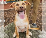 Small #4 Retriever  Mix