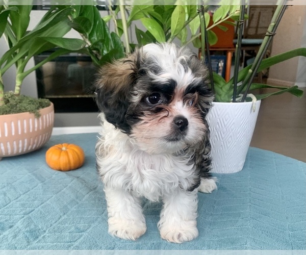 Medium Photo #1 Zuchon Puppy For Sale in RENO, NV, USA