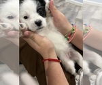 Puppy 4 Maltipoo-Pom-Shi Mix