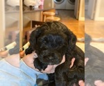 Small Photo #3 Australian Labradoodle Puppy For Sale in MOUNT JACKSON, VA, USA