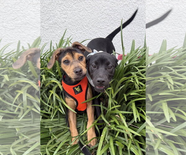 Medium Photo #4 Labrador Retriever-Unknown Mix Puppy For Sale in Sanford, FL, USA