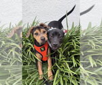 Small #3 Labrador Retriever Mix