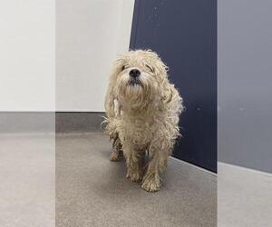 Maltese Dogs for adoption in HESPERIA, CA, USA