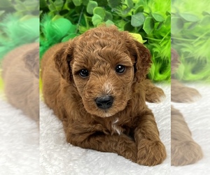 Goldendoodle (Miniature) Puppy for sale in BULLARD, TX, USA