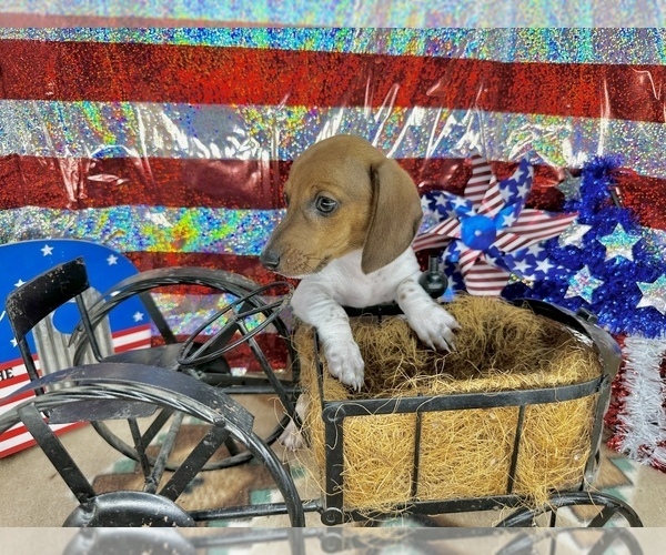 Medium Photo #3 Dachshund Puppy For Sale in CASSVILLE, MO, USA