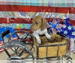 Small Photo #3 Dachshund Puppy For Sale in CASSVILLE, MO, USA