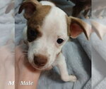 Small #2 Rat-Cha