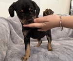 Small Photo #26 Bernedoodle-French Bulldog Mix Puppy For Sale in EL DORADO HILLS, CA, USA