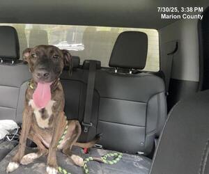 American Pit Bull Terrier-Unknown Mix Dogs for adoption in Ocala, FL, USA
