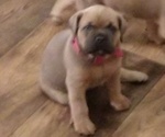 Small Photo #4 Cane Corso Puppy For Sale in CHARLESTON, SC, USA