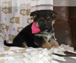 Small Photo #3 German Shepherd Dog Puppy For Sale in GREENWOOD, WI, USA