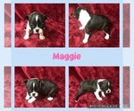 Puppy Puppy 3 Maggie Boston Terrier