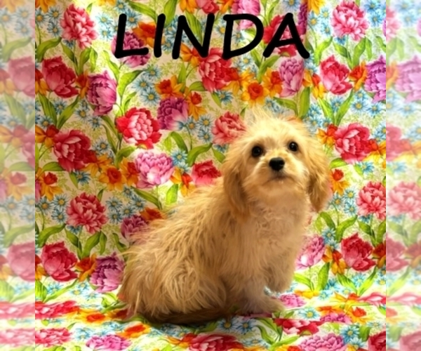 Medium Photo #2 Cavapoo Puppy For Sale in HARTLAND, MN, USA