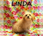 Small #1 Cavapoo