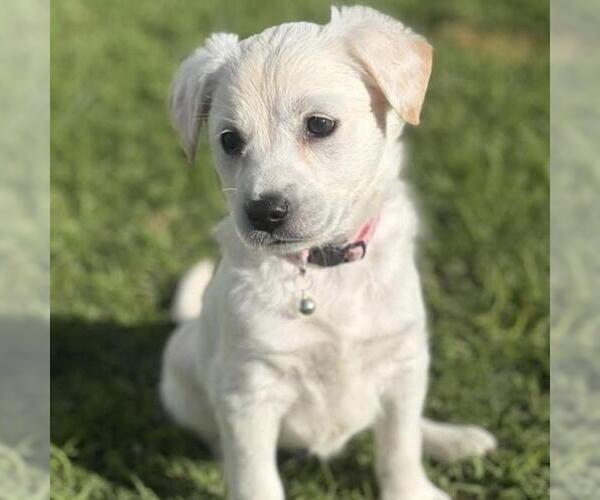 Medium Photo #3 Colonial Cocker Spaniel-Poodle (Miniature) Mix Puppy For Sale in San Diego, CA, USA