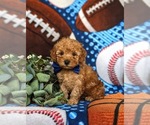 Small Photo #2 Poodle (Toy) Puppy For Sale in KIRKWOOD, PA, USA