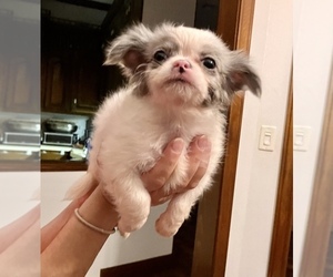 Cane Corso Puppy for sale in SAN ANTONIO, TX, USA