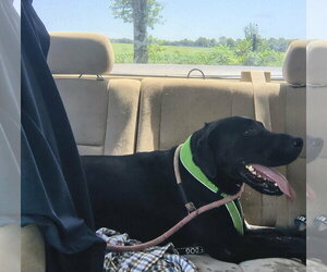 Labrador Retriever-Unknown Mix Dogs for adoption in Stover, MO, USA