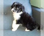 Small Photo #9 Aussie-Poo-Aussiedoodle Mix Puppy For Sale in ANNISTON, AL, USA
