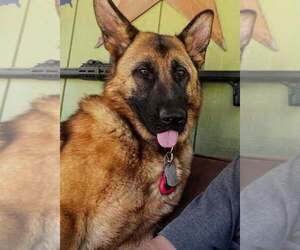 Mother of the German Shepherd Dog puppies born on 07/31/2026