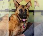 Small Photo #1 German Shepherd Dog Puppy For Sale in MARIPOSA, CA, USA