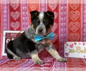 Australian Cattle Dog Puppy for sale in LANCASTER, PA, USA