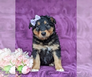 English Shepherd Puppy for sale in KIRKWOOD, PA, USA