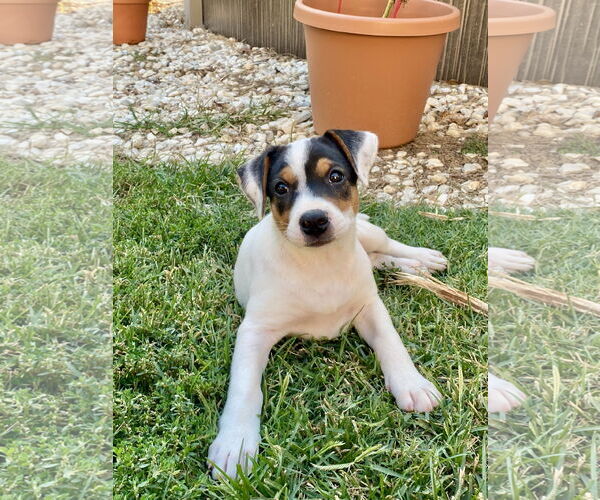 Medium Photo #7 Mutt Puppy For Sale in Hillsboro, MO, USA
