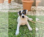 Small #6 Mutt