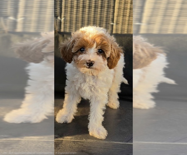 Medium Photo #10 Miniature Labradoodle Puppy For Sale in SAN DIEGO, CA, USA