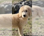 Small Photo #2 Goldendoodle Puppy For Sale in MARION, SC, USA