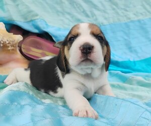 Beagle Puppy for sale in EVERETT, WA, USA