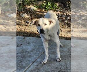 American Staffordshire Terrier Dogs for adoption in San Antonio, TX, USA