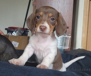 Dachshund Puppy for sale in YAMHILL, OR, USA