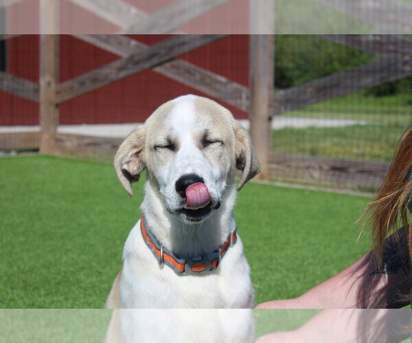 Medium Photo #2 Anatolian Shepherd-Unknown Mix Puppy For Sale in Chestertown, MD, USA