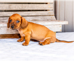 Small #3 Dachshund