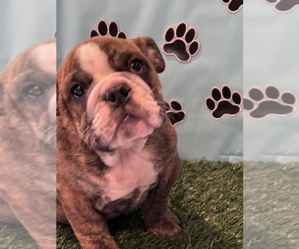 Medium Photo #1 Bulldog Puppy For Sale in BOWLING GREEN, KY, USA
