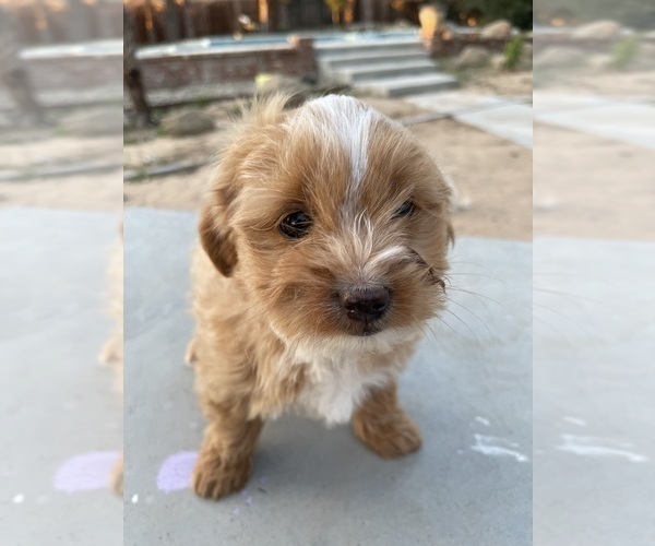 Medium Photo #9 Maltipoo Puppy For Sale in APPLE VALLEY, CA, USA