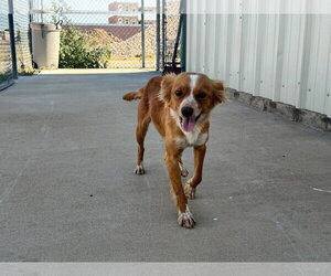 Papillon-Unknown Mix Dogs for adoption in Grafton, WI, USA