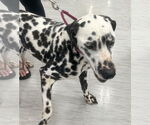 Small #1 Dalmatian